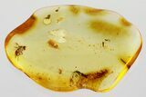 Detailed Fossil Bristletail, Aphid, and Springtail In Baltic Amber #335832-1
